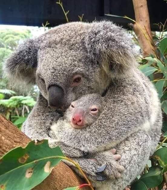 Incendios en Australia: los millones de koalas y otros animales que han resultado afectados