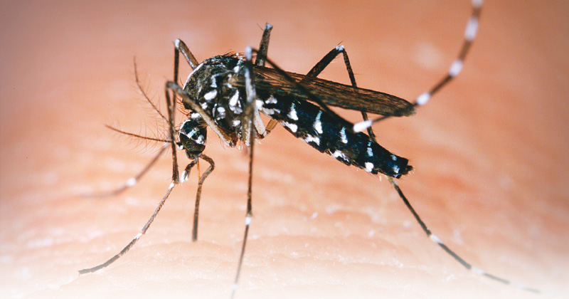 Alerta epidemiológica por  Dengue