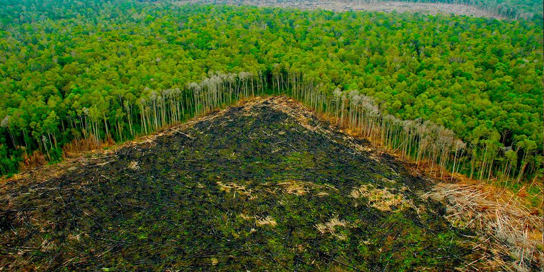 LA DEFORESTACIÓN EN EL AMAZONAS