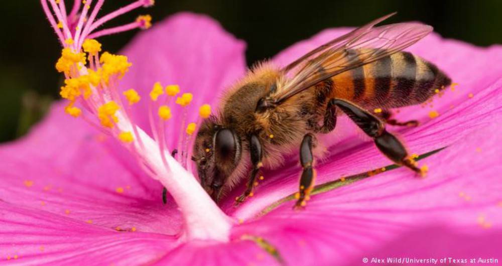 IMPORTANCIA DE LAS ABEJAS PARA EL ECOSISTEMA