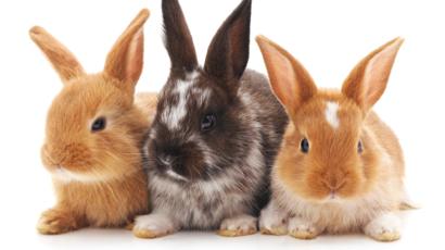 SE PROHÍBEN LAS PRUEBAS COSMÉTICAS EN ANIMALES EN COLOMBIA