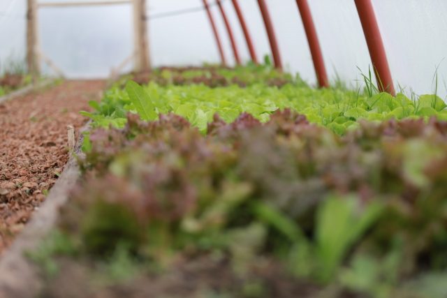 INVERNADEROS PARA QUE LAS FAMILIAS PRODUZCAN SUS VERDURAS
